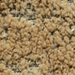 Camel Brown