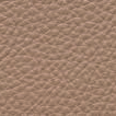 Buckskin